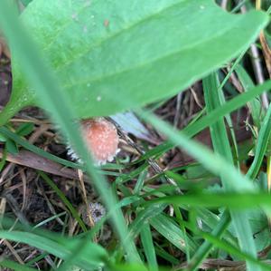 Unknown Species