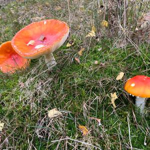Fly Agaric