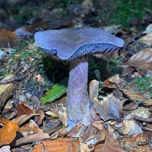 Unknown Species