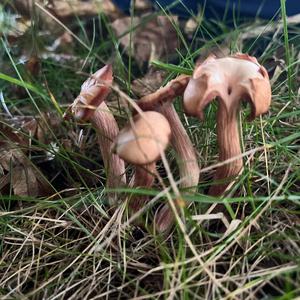 Fuchsiger Lacktrichterling