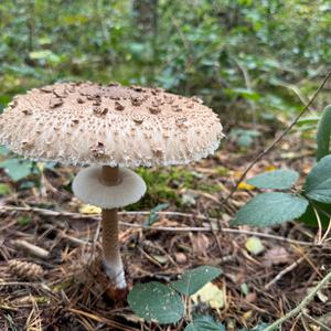 Parasol Mushroom