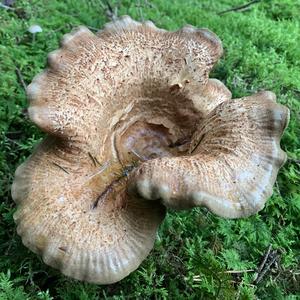 Unknown Species