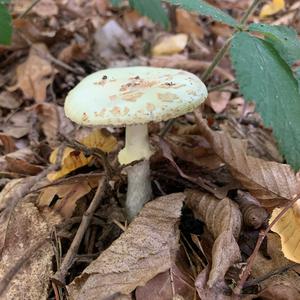 Citron Amanita