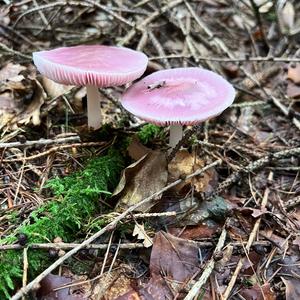 Unknown Species