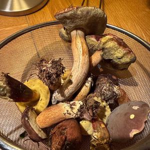 Unknown Species