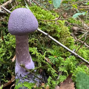 Unknown Species