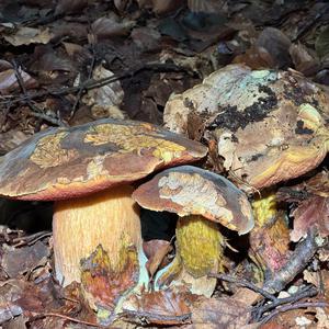 Unknown Species