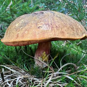 Dotted-stem Bolete