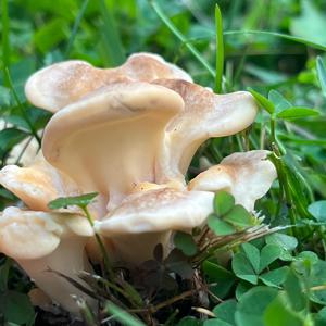 Black-staining Polypore
