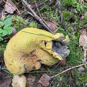 Unknown Species