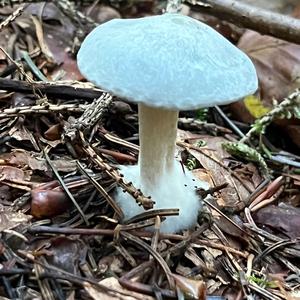 Unknown Species
