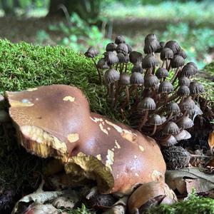 Unknown Species