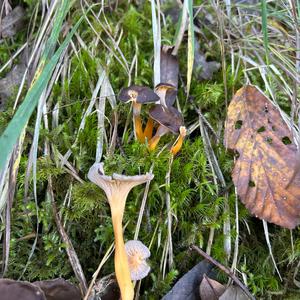 Unknown Species