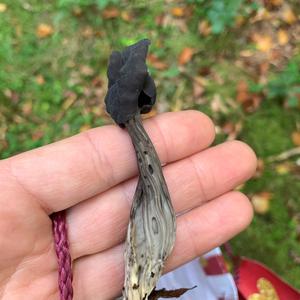 Unknown Species