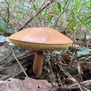 Unknown Species