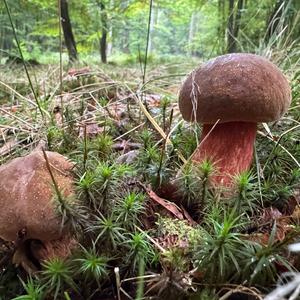Dotted-stem Bolete