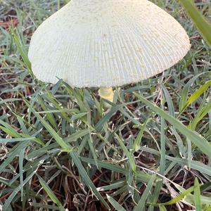 Unknown Species
