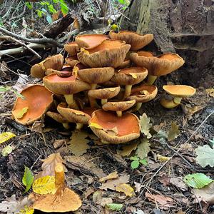 Unknown Species