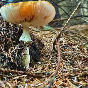 Fly Agaric