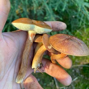Bay Bolete