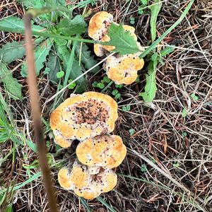 Unknown Species