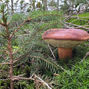 Bay Bolete