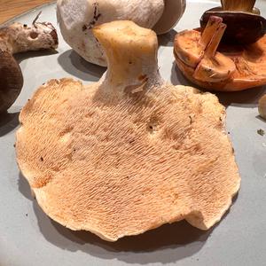 Semmelstoppelpilz