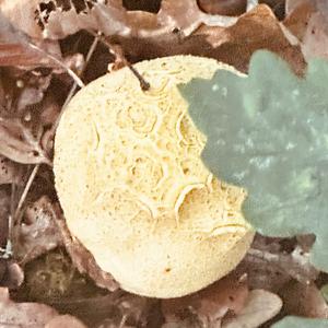 Gemeiner Kartoffelbovist