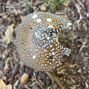 Unknown Species