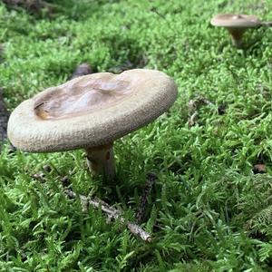 Unknown Species