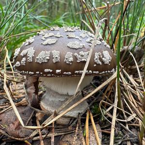 Unknown Species