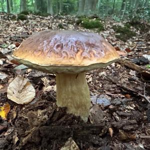 King Bolete