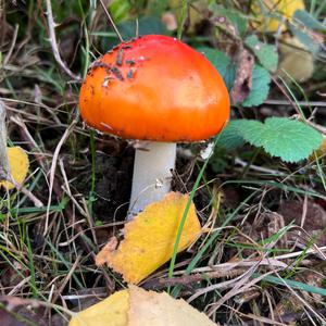 Fly Agaric