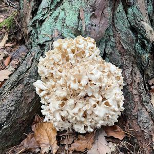 Eastern Cauliflower Mushroom