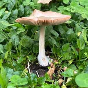 Smooth Volvariella