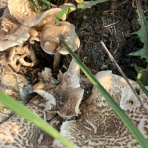 Unknown Species