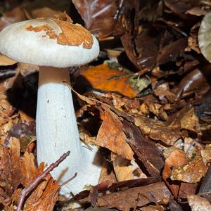 Unknown Species