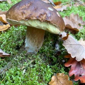 Unknown Species