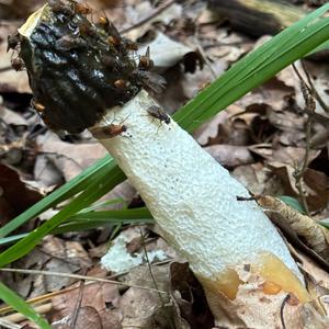 Unknown Species