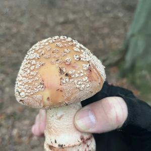 Unknown Species