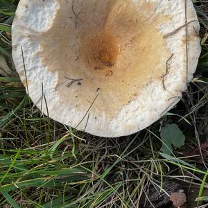 Unknown Species
