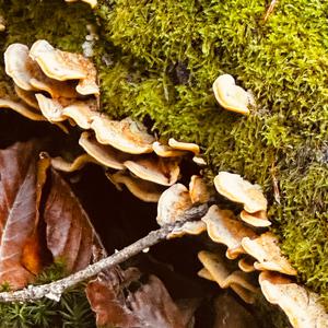 Striegeliger Schichtpilz