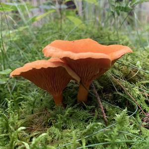Unknown Species