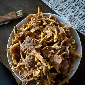Trumpet Chanterelle