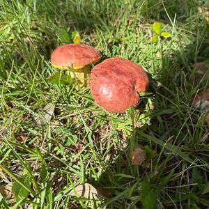 Unknown Species