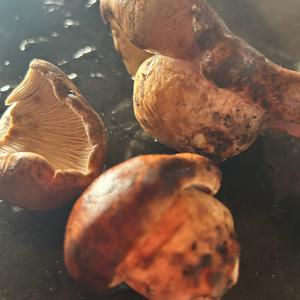 Unknown Species