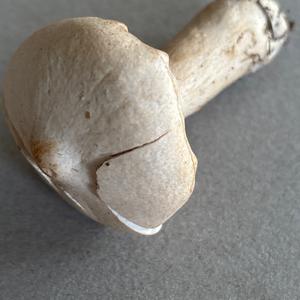 Unknown Species