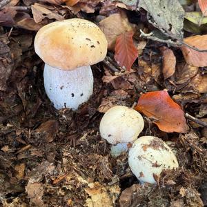 Steinpilz