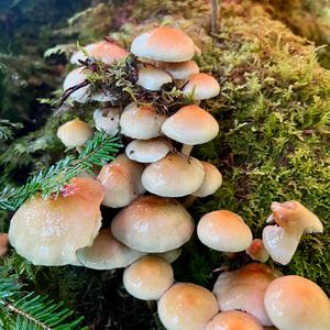 Sulfur Tuft