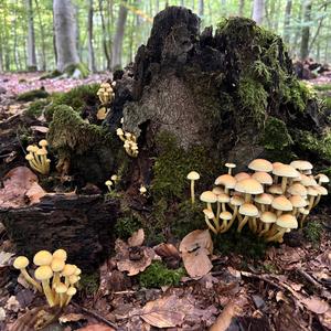 Unknown Species
